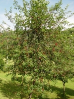 Albero delle marasche