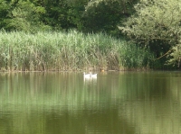 Small thermal lake of Prà di Lama