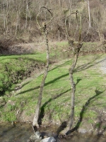 Plant of the Salix caprea, or Goat Willow, the branches are used to create baskets, baskets, canestri, chairs.