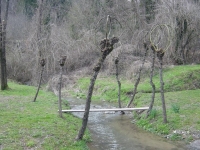 Plant of the Salix caprea, or Goat Willow, the branches are used to create baskets, baskets, canestri, chairs.