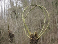Plant of the Salix caprea, or Goat Willow, the branches are used to create baskets, baskets, canestri, chairs.