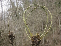 Pianta del salicone, i cui rami sono impiegati per creare cesti, cestelli, canestri, sedie.