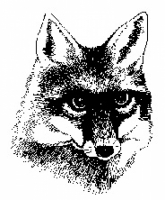 Volpe